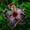 Hibiskus-Samen