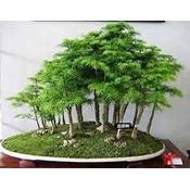 SVI Wacholder Vergleich