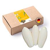 Tamay Sepiaschalen Premium 25 Stück