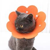 Tecatty Halskrause Katze Vergleich
