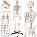 Tectake Anatomie Skelett