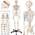 Tectake Anatomie Skelett