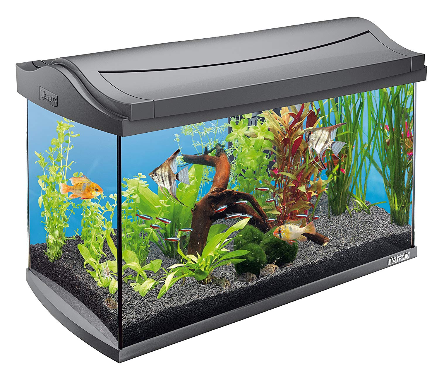 Aquariumpflanzen Set 60l »Komplette Bepflanzung 60l Aquarium