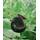 Topbilliger tiere Posthornschnecken