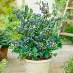Gruner Garten Topf-Heidelbeere Blaubeeren