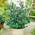 Gruner Garten Topf-Heidelbeere Blaubeeren
