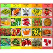 Traumgarten2014 das Original Saatgut Chili Set