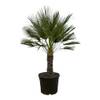 Trendyplants Chamaerops Humilis einstämmig