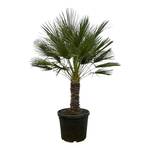 Trendyplants Chamaerops Humilis einstämmig
