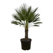 Trendyplants Chamaerops Humilis einstämmig