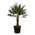 Trendyplants Chamaerops Humilis einstämmig