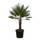Trendyplants Chamaerops Humilis einstämmig