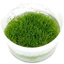 Tropica 001 TC