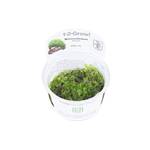 Tropica 002C TC