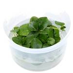 Tropica 1-2-Grow! 01051897