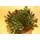 Tropica 19184