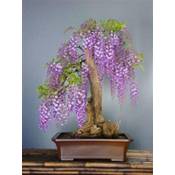 Tropica 90033 Vergleich