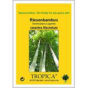 Tropica Riesenbambus  Vergleich