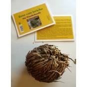 Tropica Rose von Jericho Vergleich