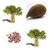 Tropical-Seeds Affenbrotbaum Vergleich