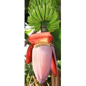 Tropical-seeds Bananensamen Japanische Fruchtbanane Vergleich