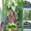 Tropical-seeds Bananensamen Schneebanane