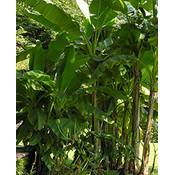 Tropical-Seeds Darjeeling Banane Vergleich