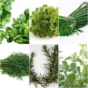 Tropical-seeds Küchenkräuter Vergleich