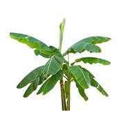 Tropical-seeds Musa velutina