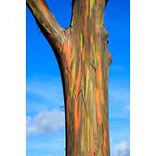 Tropical-seeds Regenbogenbaum Vergleich