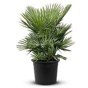 Tropictrees Chamaerops Humilis Vergleich