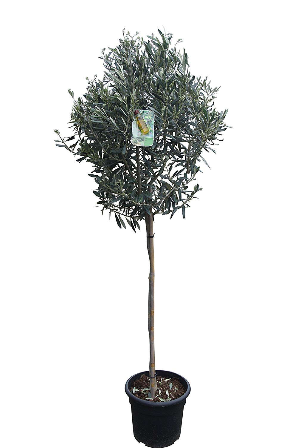 japanische stechpalme winterhart Stechpalme – Ilex crenata 'Jenny' – 12 Pflanzen – Immergrün – main image 1