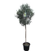 Tropictrees Hochstämmiger Olivenbaum Kugelbaum Vergleich
