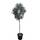 Tropictrees Hochstämmiger Olivenbaum Kugelbaum