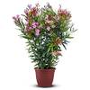 Tropictrees nerro100cm