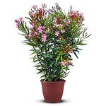 Tropictrees nerro100cm