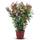 Tropictrees nerro100cm