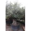 Tropictrees Olivenbaum