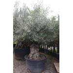 Olivenbaum