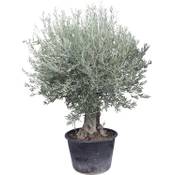 Tropictrees Olivenbaum mit knorrigem Stamm (270 cm) Vergleich