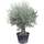 Tropictrees Olivenbaum mit knorrigem Stamm (270 cm)