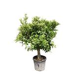 Tropictrees Orangenbaum XXL