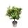 Tropictrees Orangenbaum XXL