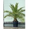 Tropictrees Phoenix Canariensis