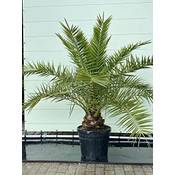 Tropictrees Phoenix Canariensis Vergleich