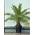 Tropictrees Phoenix Canariensis