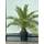 Tropictrees Phoenix Canariensis