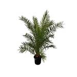 Tropictrees Kanarische Dattelpalme