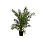 Tropictrees Kanarische Dattelpalme Vergleich