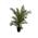 Tropictrees Kanarische Dattelpalme